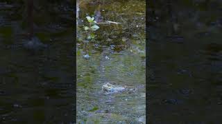 Grenouille qui coasse en slow motion [upl. by Eanad]