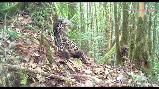 Elegance Bornean Clouded Leopard in Action [upl. by Corri]