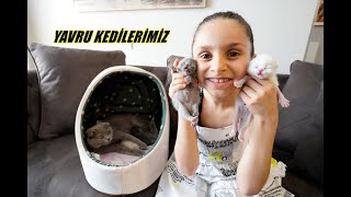 YAVRU KEDİLERİMİZLE İLK VİDEOMUZ  LİNA VE TARÇIN KEDİLERİ PAYLAŞAMIYORLAR [upl. by Faustine]