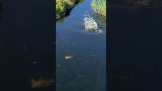 LIVE AANBEET SNOEK shortvideo fishing viralvideo fypシ゚viral fyp [upl. by Yurt]