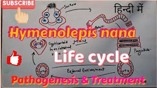 Hymenolepis nana Life cycle Clinical symptoms amp Treatment  in hindi [upl. by Aicilyhp847]