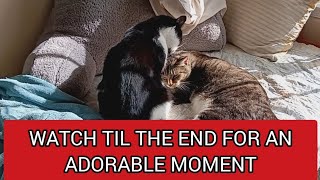 PRECIOUS cat moment CAT OWNERS NEVER FORGET 10010 CUTE MUST WATCH [upl. by Iba194]