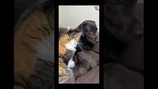 9funny cat pet catcat catshorts funnycats catvideos foryou fyp fypシ゚viral fypyoutube [upl. by Boucher]