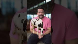 Let’s break down the difference between Desi cow ghee and HF cow ghee [upl. by Notyad]