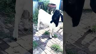 good enjoy short morning goats village life 189 [upl. by Leoine235]