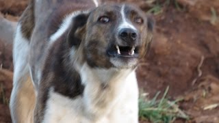 Ifrane Man vs Berber Dogs [upl. by Calia344]