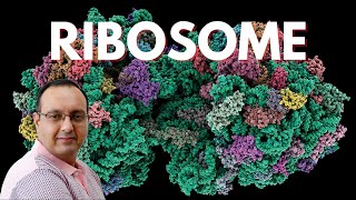 Ribosome Structure  Molecular Biology [upl. by Nairahcaz]