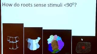 MALCOLM BENNET Systems analysis of auxinregulated root gravitopism [upl. by Subir]