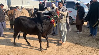 Today mandra mandi 2024 latest update ll cow mandi ll Dhani bulls ll part 2 ll Jamil tv ll [upl. by Bunow]