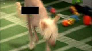 Puppy Bowl Classic Streaker [upl. by Becca]