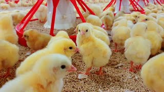 Profitable Chicken Farming for All Day 1 Guide [upl. by Tinya685]