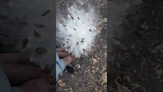 Milkweed Seeds monarch milkweed nativeplants minnesota fall wildlife nature [upl. by Samy]