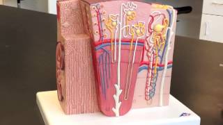 Corpuscle Nephron amp Kidney Model [upl. by Ocsecnarf101]