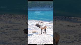 Magnificent Bull Elk Bugling in His Prime During the Rut [upl. by Yvor328]