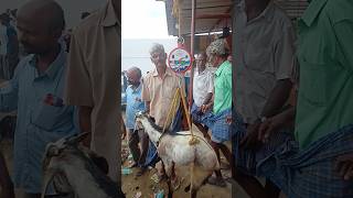 400 per kg shortfeed treanding youtubeshorts goat [upl. by Ahsehat]