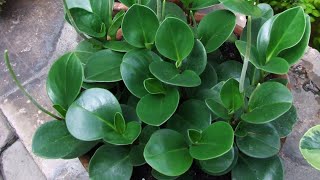 PEPEROMIA OBTUSIFOLIA TAMBÃ‰M CONHECIDA COMO BABY RUBBERPLANT [upl. by Oinegue]