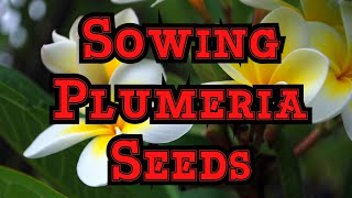 Best way to Sow Plumeria Frangipani seeds Tips for Checking Viability and get fast germination [upl. by Oxford67]