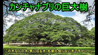 カンチャナブリの巨大樹（Giant Monkey Pod Tree）この木なんの木～♫ [upl. by Yednarb636]