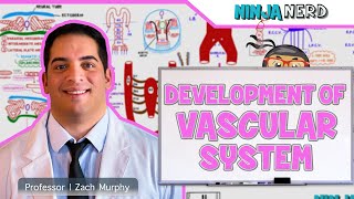 Embryology  Development of Vascular System [upl. by Rafaj]