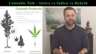 The TRUE DIFFERENCE Between a Cannabis Sativa Indica and Hybrid Plant [upl. by Ecnatsnoc]