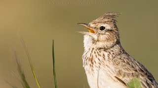 Theklas lark singing in nature [upl. by Sille988]