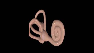 2 Ear amp Balancing the body education cochlea [upl. by Getraer]