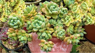 HOW TO Grow SEDUM CLAVATUM Propagate Potup amp Water  GSwLizK [upl. by Erickson]