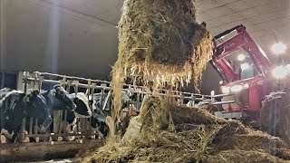 Milking 91 Cows In A Tie Stall Dairy Barn [upl. by Friend]