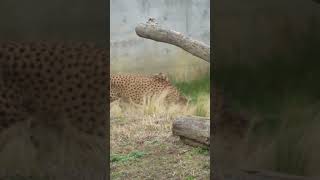 チーターVol101 千葉市動物公園 shorts [upl. by Magree]