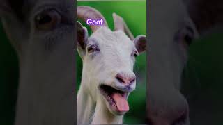 Goat Sounds amp Noises What A Goat Sounds Like [upl. by Finzer]