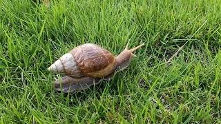 Lissachatina Fulica Snail On The Grass [upl. by Waal483]