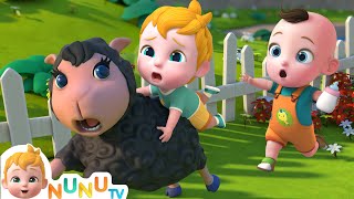 Baa Baa Black Sheep Song  Nursery Rhymes amp Kids Songs  NuNu Tv Baby Songs [upl. by Edwine]