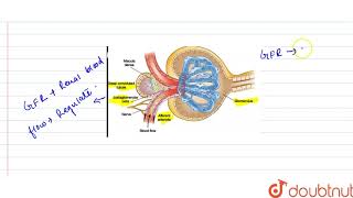 Explain the autoregulatory mechanism of GFR [upl. by Krenek]