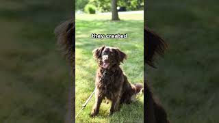 Boykin Spaniel is actually the official state dog spaniel dogs [upl. by Sadye504]