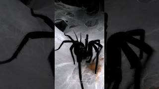 Feeding compilation of funnelweb spiders  Macrothele Linothele Harmonicon [upl. by Wandy940]