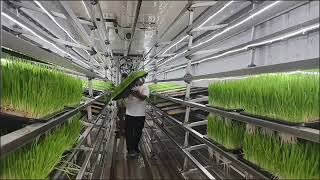 Shipping Container Barley Fodder System livestock hydroponics [upl. by Acimaj]