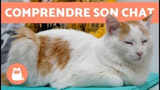 Pourquoi les chats ronronnent  COMPRENDRE SON CHAT [upl. by Anomahs]