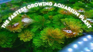 Limnophila Sessiliflora Ambulia the FASTEST growing Aquarium Plant and Ill prove it [upl. by Hplodnar999]