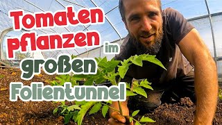 Tomaten pflanzen in der Marktgärtnerei [upl. by Nauqan]