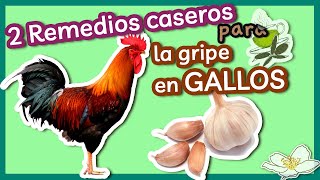 2 Remedios Caseros para la Gripe en Gallos [upl. by Boswell798]