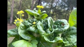 Tower Garden Tatsoi Bok Choy Aphids Bolting Spinach Zucchini [upl. by Trinidad]