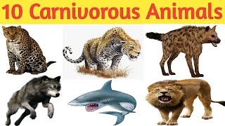 10 Carnivorous Animals Name List Of 10 Carnivores Animals In English Carnivorous Animals For Kids [upl. by Harrak547]