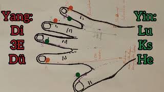 Meridiane einfach erklärt Teil 2 APM amp Akupunktur für Anfänger Meridiane der Hand Lu Di Ks De He Dü [upl. by Sharl549]