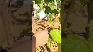 how to care for grape vinesgrapevines planting shortsvideo garden [upl. by Acissaj]