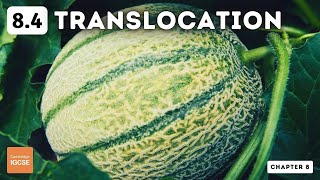 IGCSE Biology  Translocation 84 [upl. by Friedlander]