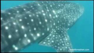 Westaustralien Schwimmen mit Walhaien  Western Australia Snorkeling with whale sharks [upl. by Nidroj]