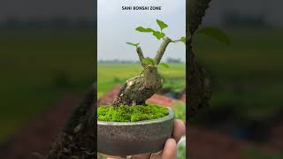 Gmelina philippensis Bonsai  Bonsai Tree  Sani Bonsai Zone music [upl. by Dodson940]