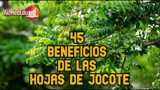 45 Beneficios de las Hojas de Jocote [upl. by Hairym]