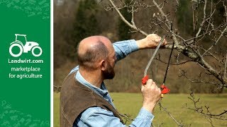 Obstbäume richtig schneiden  landwirtcom [upl. by Ielhsa]