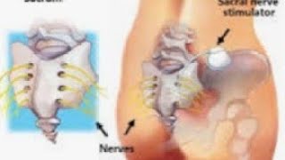 Function of Sacral nerve S5 [upl. by Anile528]